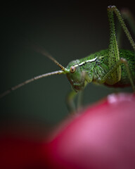 closeup of a green grasshopper sitting on a poppy flower in the garden