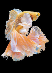 Beautiful movement of yellow Betta fish, Siamese fighting fish, Betta splendens of Thailand, isolated on black background.