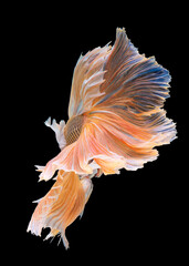 Beautiful movement of yellow Betta fish, Siamese fighting fish, Betta splendens of Thailand, isolated on black background.