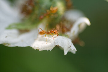 red ants on a flower