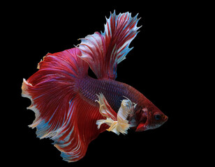 Obraz premium Rhythmic of red betta fish, Beautiful movement of Siamese fighting fish, betta splendens (Halfmoon betta ), isolated on black background.