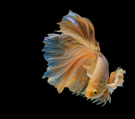 Rhythmic of  yellow betta fish, Beautiful movement of Siamese fighting fish, betta splendens (Halfmoon betta ), isolated on black background.