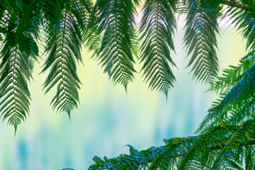 Fototapeta na wymiar Green fern fronds framing defocused lake colours in background