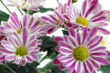 Obraz premium A fragment of the Indian chrysanthemum (Chrysanthemum indicum) - a perennial herb of the Asteraceae family, or, as they are also called, Compositae.