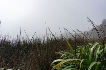 Obraz na płótnie Canvas Wetland vegetation form low perspective under hazy grey winter sky.