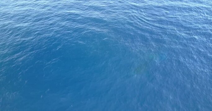 A baby Calf of Humpback Whale Breaching Leaping jumping from blue clear water of Pacific ocean, whales family in natural habitat