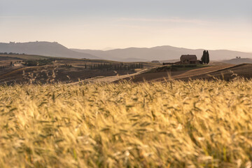 Iconic tuscanian farmland at sunset, with a wheat field in the foreground and a distant farm in the background