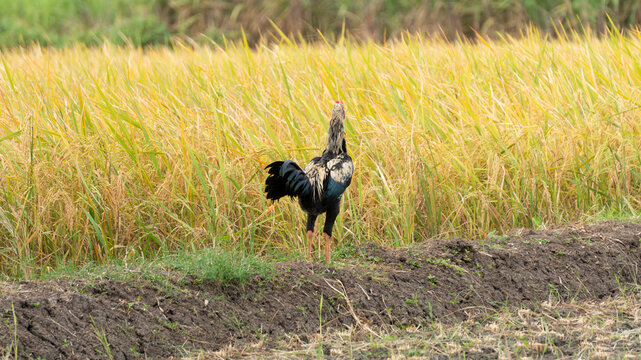 Some native chickens who are looking for food around rice fields. Free-range chicken has hard meat texture that tastes better than broilers