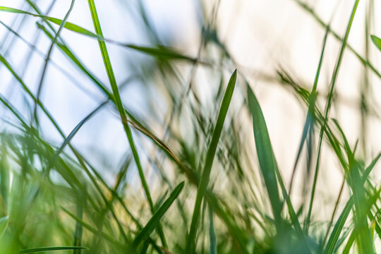 Grass In Backyard Lawn From Ground Level