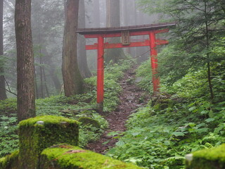 森の中の鳥居