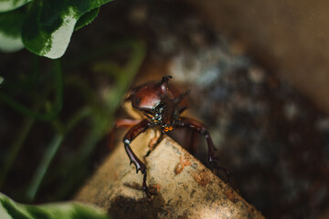 a rhino beetle on a stick. rhino beetles are a very popular pet in japan and looks very strong. the rhinoceros beetle can be found in mountains and forests. the bug insects is brown and tough and cute