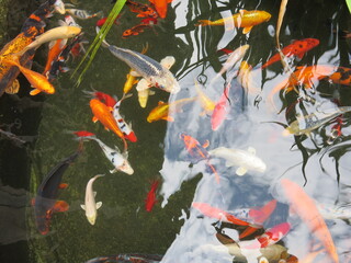 the colorful Cyprinus carpio are swimming in the koi pound close-up 