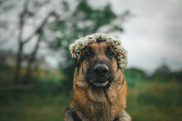 a purebred german shepherd is wearing a flower crown made out of small white flowers. the dog looks very intense but also very cute and beautiful. gsd is a very intelligent and loyal breed. 