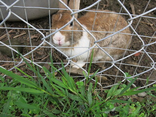 Fototapeta premium the cute rabbit is in the cage to look for something to eat