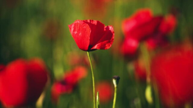 Poppies in a beautiful meadow during spring season, HD video