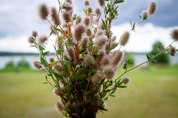 Bunch of dainty pink spring wildflowers