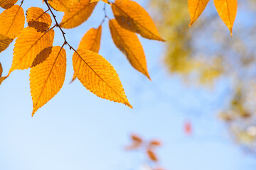 yellow beech leaves for autumn background