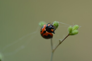 ladybug on a leaf