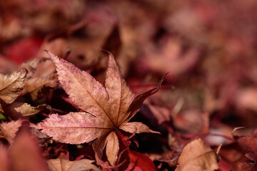 close up of dry maple leaves falling on the ground for autumn background