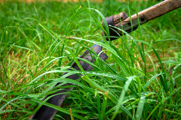 Rustic scythe lying in long wet green grass