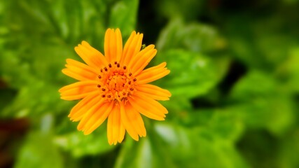 flower, yellow, nature, garden, plant, summer, green, flowers, petal, bloom, blossom, flora, macro, bright, floral, spring, orange, daisy, beautiful, beauty, dandelion, field, botany, color, close-up