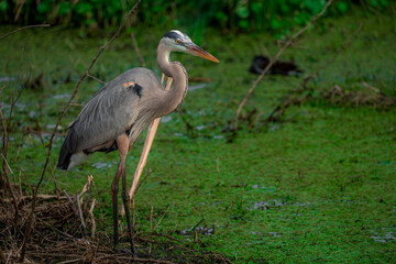 Great Blue Heron