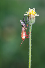 Red Cotton Bug