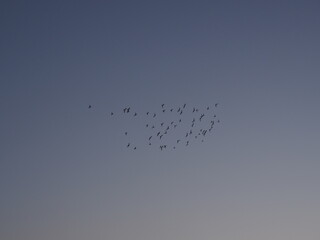 Beautiful sunset skies, trees, and birds in flight, Agra, Uttarpradesh, North India, India