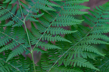 Real nature backround: close-up of green fern 