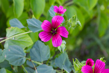 Botanical backround: giant beautiful pink flower in the green garden
