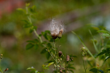 Real natural backround: heads of faded dandelion in the green meadow