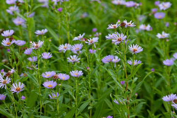 Flowers Aster Amellus real backround, blooming garden on a beautiful summer sunny day