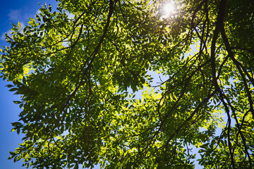 The sun shines through a tree top