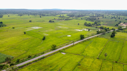 Fototapeta na wymiar Aerial photograph, Green rice fields in rural areas, Thailand