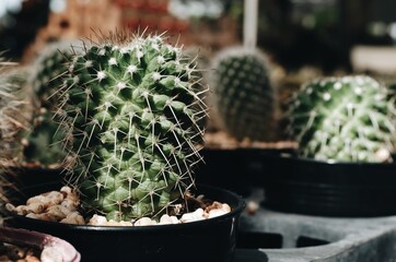 Close up on the side of a cactus in a tree shop