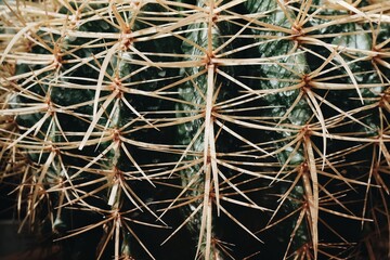 Close up of the thorns of the cactus