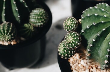 Close up on the side of a cactus in a tree shop