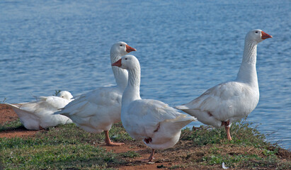 Geese on river bank ....Victoria Australia