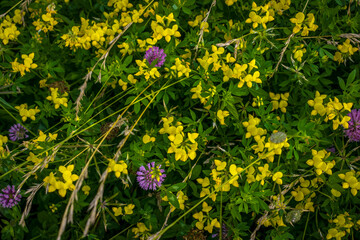 Fototapeta premium Background of many little yellow flowers in the grass
