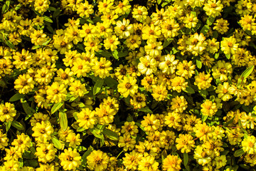 Colorful floral backdrops. Tropical and jungle themes for lifestyle in summer and every season.