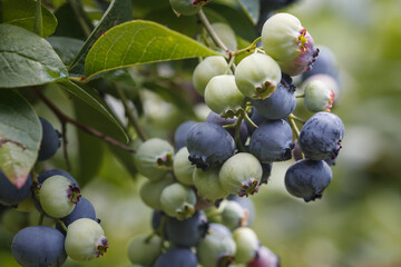 Blueberry bushes with ripening berries. Background.