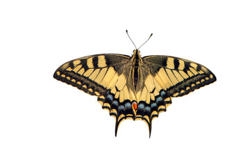 Naklejka premium Wonderful butterfly Papilio machaon isolated on white background