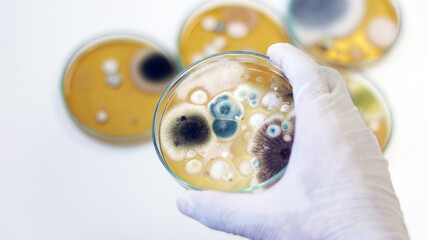 Malt Extract Agar in Petri dish use for growth media to isolate and cultivate yeasts, molds and fungal testing clinical samples, hold in scientist hands in medical health laboratory analysis disease.