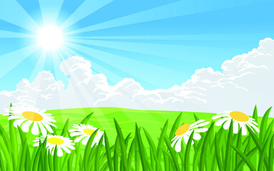 Fototapeta premium spring meadow with flowers
