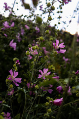 pink flowers in the garden