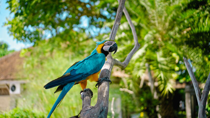 Parrot ara with yellow and blue feathers sits on a wooden branch