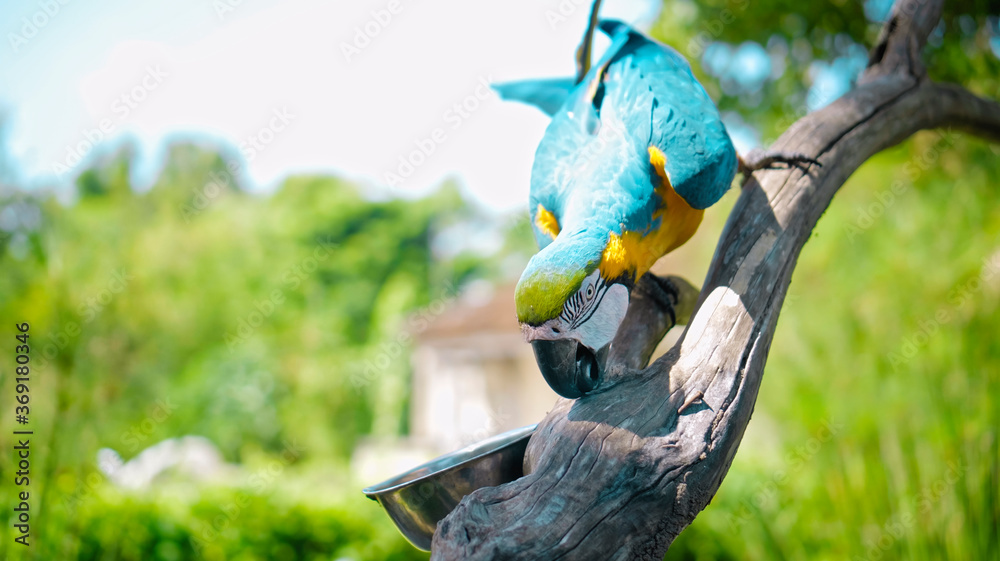 Wall mural Parrot ara with yellow and blue feathers sits on a wooden branch