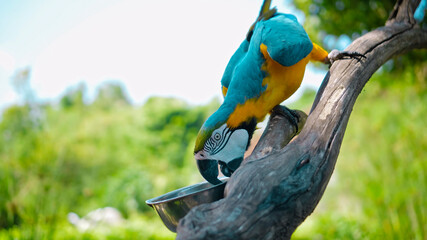 Parrot ara with yellow and blue feathers sits on a wooden branch