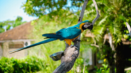 Parrot ara with yellow and blue feathers sits on a wooden branch