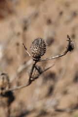 A dried plant with thorns. Example of changing climate